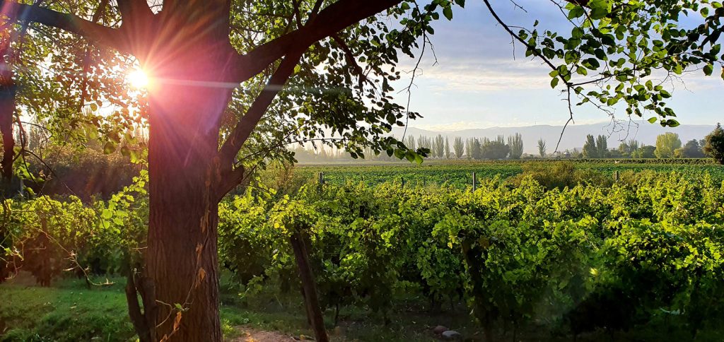 Argentina Wine Growers